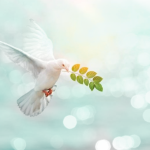 رسالة منظمة اللاعنف العالمية في اليوم الدولي للعيش بسلام